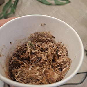 알로카시아 네뷸라 일레인 자구