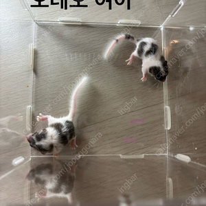 피그미다람쥐 오레오,링테일 베이비,새끼 분양