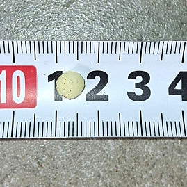 식충식물 파리지옥 및 구근 분양합니다.