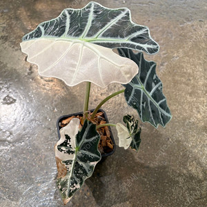 알로카시아들 다수 분양합니다. 택배가능합니다. (베놈, 아마조니카핑크바리, 무늬관엽, 희귀관엽)