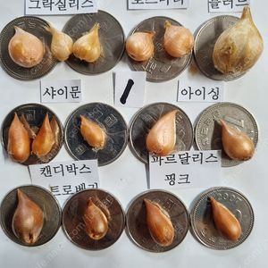 고급사랑초 블러드 샤이닝오렌지 캔디박스포머그레닛