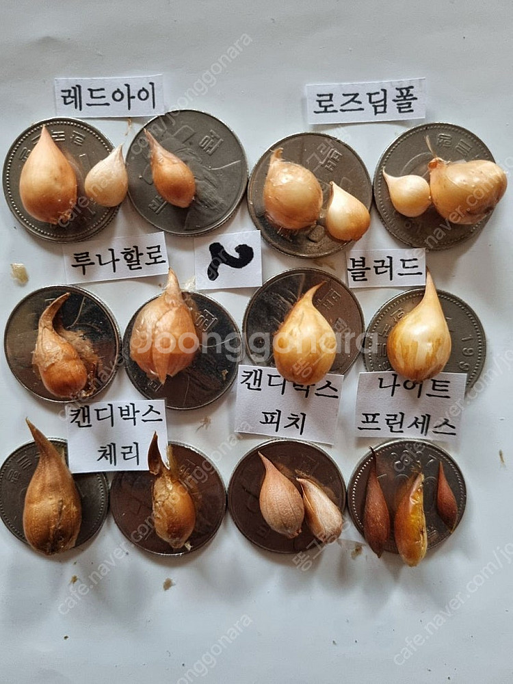 고급사랑초 블러드 샤이닝오렌지 캔디박스포머그레닛--2