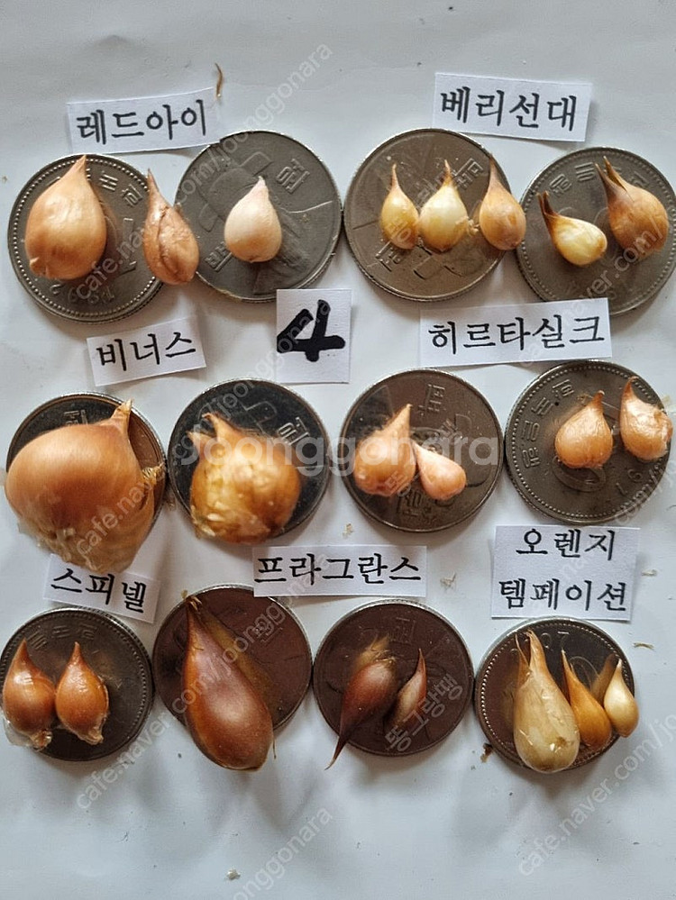 고급사랑초 블러드 샤이닝오렌지 캔디박스포머그레닛--6