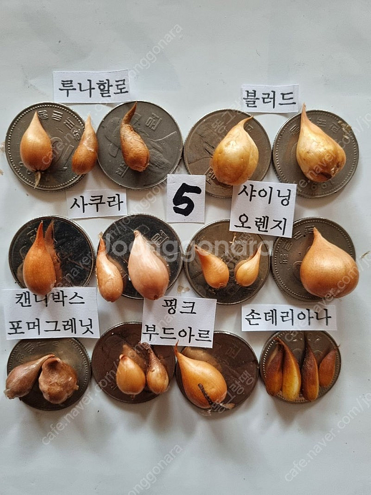 고급사랑초 블러드 샤이닝오렌지 캔디박스포머그레닛--8