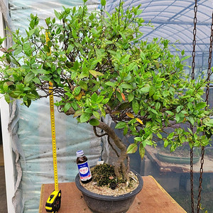 느티나무 단풍나무 화분 정원수 인테리어식물 카페화분 분재