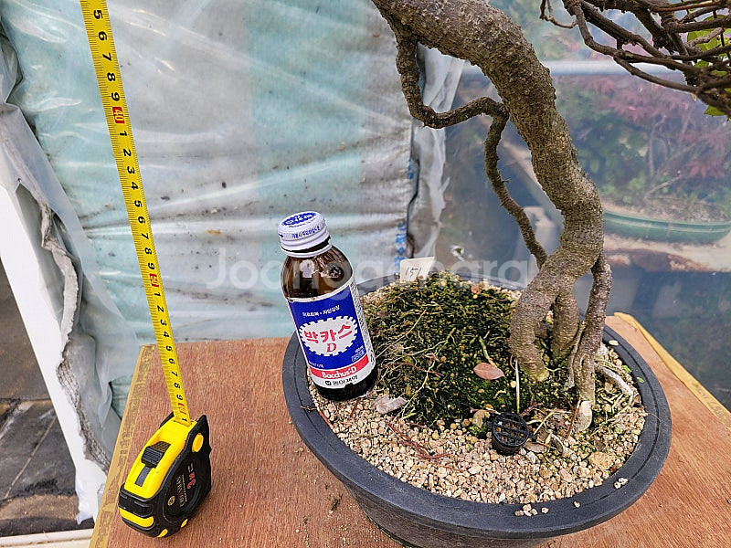 느티나무 단풍나무 화분 정원수 인테리어식물 카페화분 분재--1