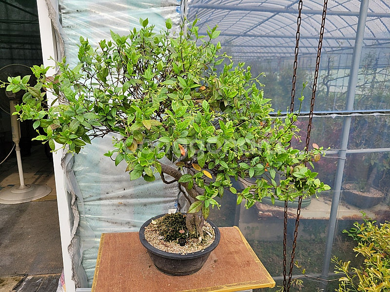 느티나무 단풍나무 화분 정원수 인테리어식물 카페화분 분재--2