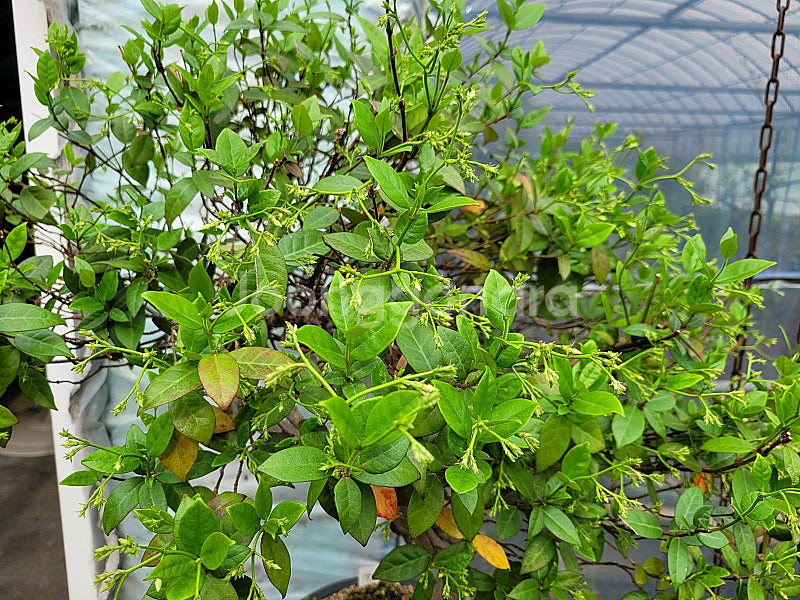 느티나무 단풍나무 화분 정원수 인테리어식물 카페화분 분재--3