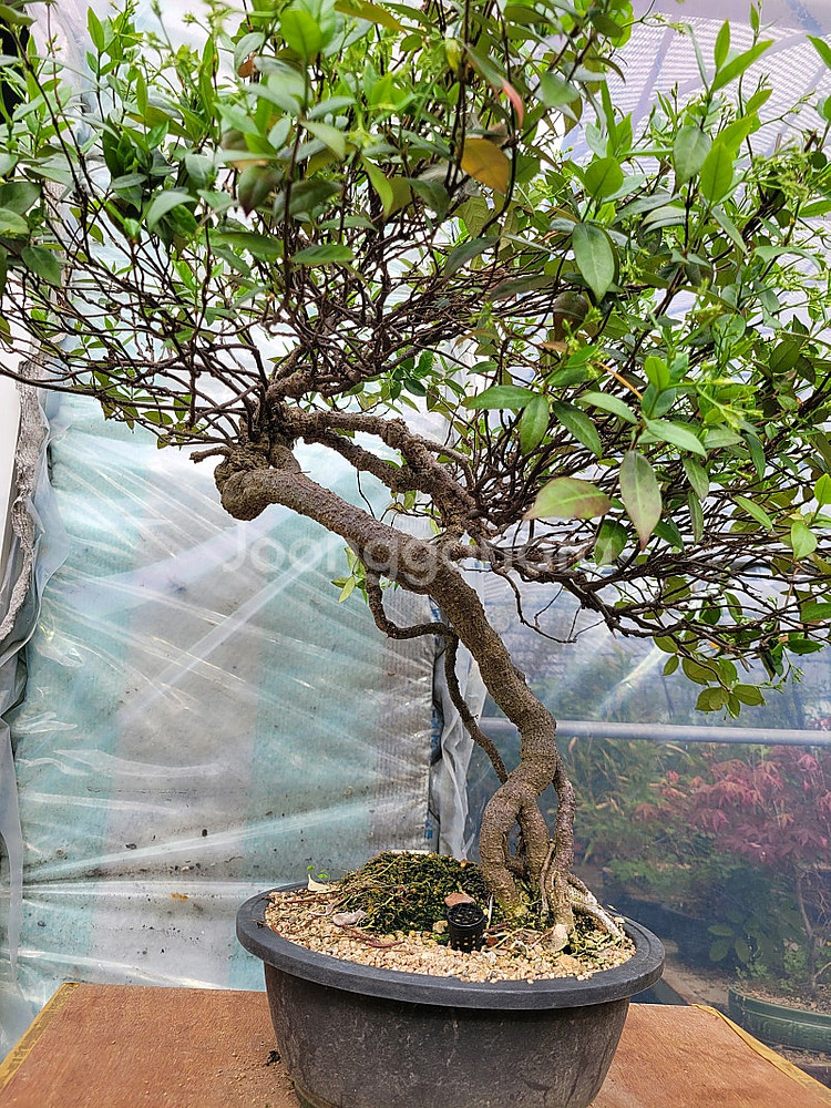 느티나무 단풍나무 화분 정원수 인테리어식물 카페화분 분재--5