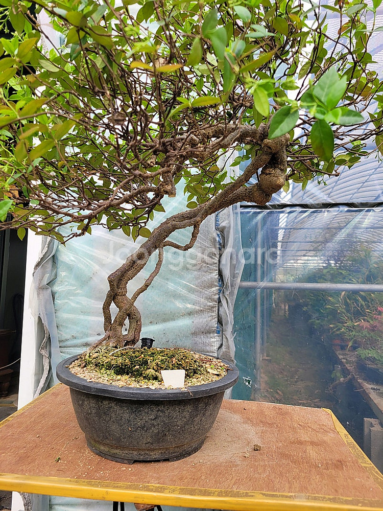 느티나무 단풍나무 화분 정원수 인테리어식물 카페화분 분재--8