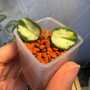 호야 마틸드 바리에가타