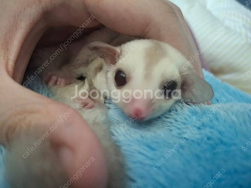 슈가글라이더 크레미노 남아 분양--2