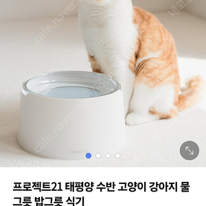 프로젝트21 태평양수반 고양이 물그릇