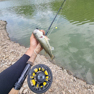 플라이낚시대 세트판매