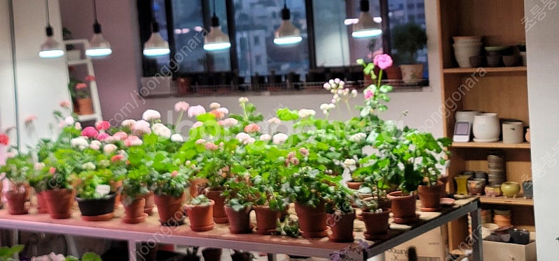 식물등 구합니다--0