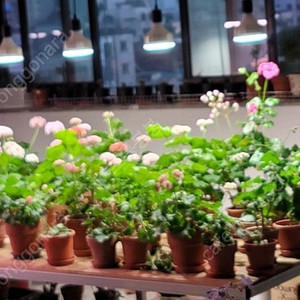 식물등 구합니다