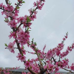 인천 영종도 을왕리해수욕장 앞 더위크앤리조트