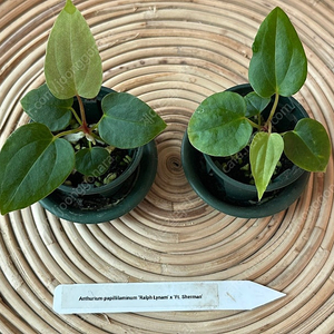 안스리움 RLFS(RLxFS)파필릴라미넘 self씨들링