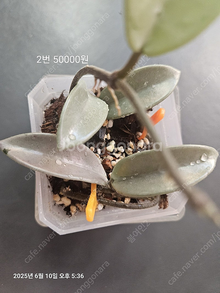 호야 윌버그레이브풀실버--5