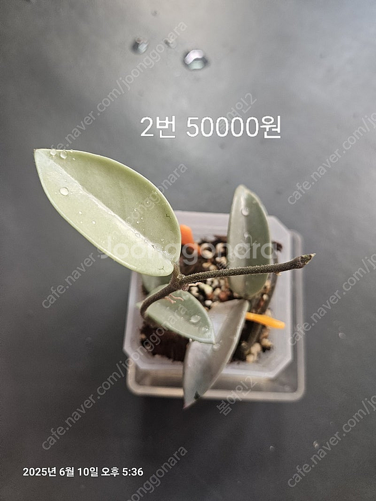 호야 윌버그레이브풀실버--6