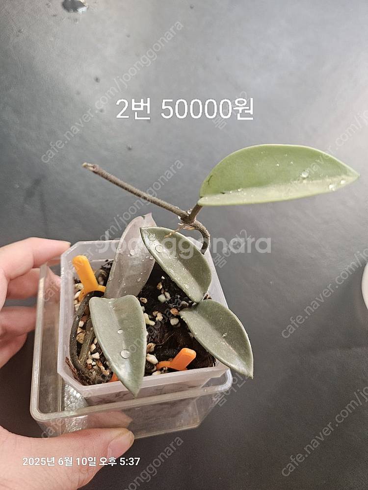 호야 윌버그레이브풀실버--7