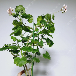 제라늄 수지뷰티 모주 자리빼기 대품 꽃대 1.0