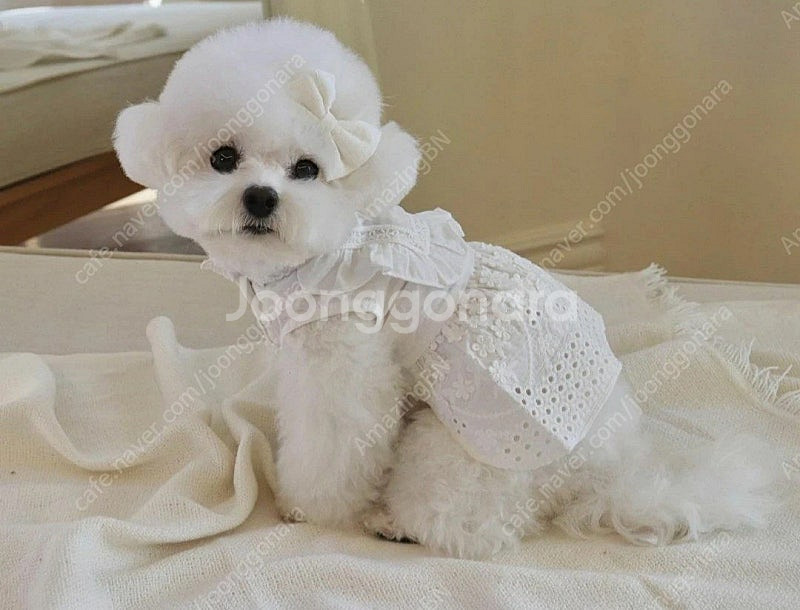 하이이뿌 화이트 레이스 드레스 m 강아지옷--5