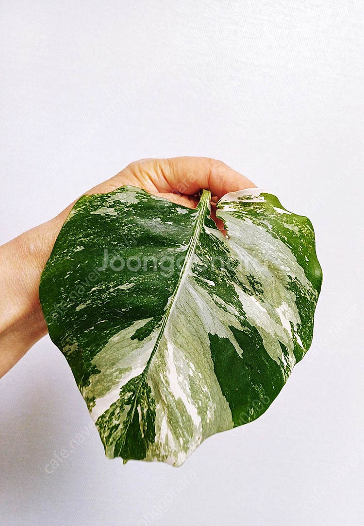 몬스테라 알보 산반무늬 개체(5개)(1.5번 가능)--4