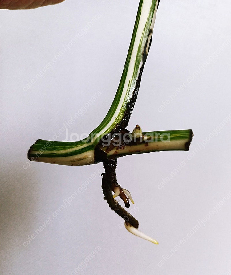 몬스테라 알보 산반무늬 개체(5개)(1.5번 가능)--5
