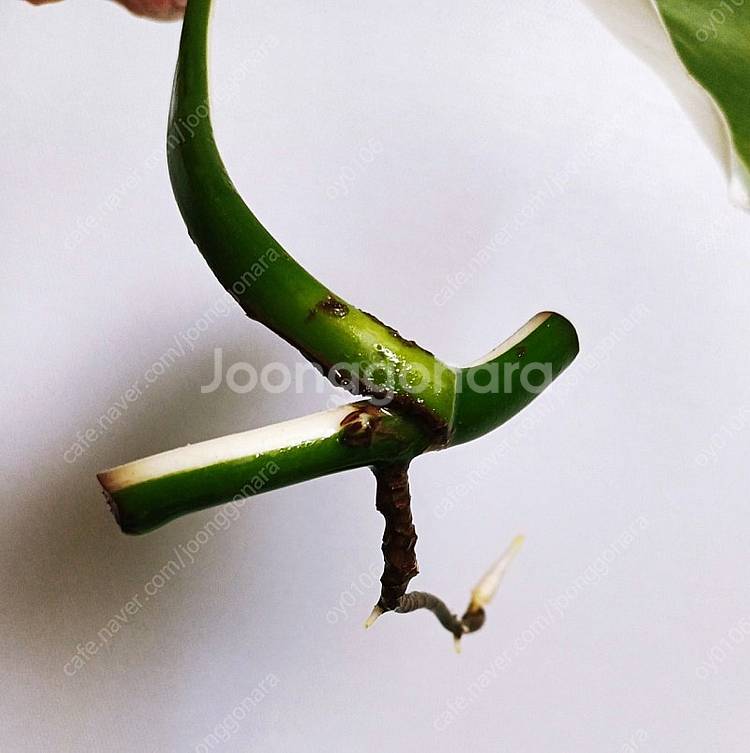 몬스테라 알보 산반무늬 개체(5개)(1.5번 가능)--8