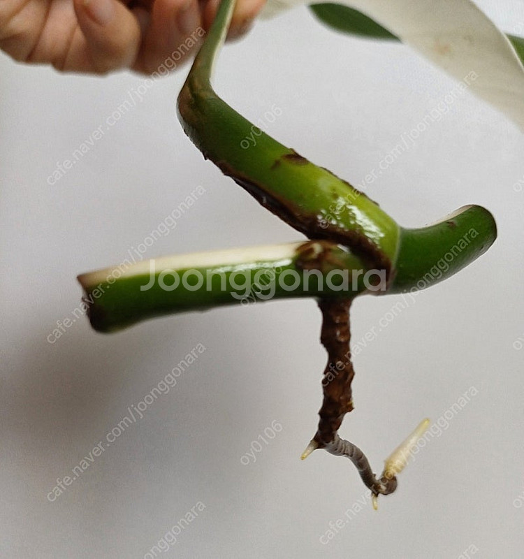 몬스테라 알보 산반무늬 개체(5개)(1.5번 가능)--9