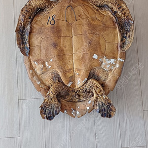 거북이 박제