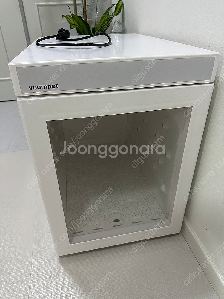 붐펫 단델리온 판매--1