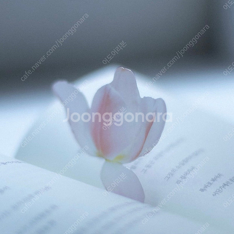 (미개봉) 한정판 이옥토 튤립 책갈피 포함 처음 본 새...--0