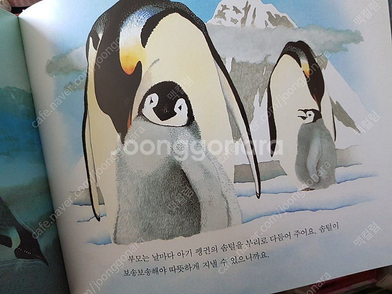 웅진 그림책 동화책 창작책 웅진주니어 달강아지 구름버스...--3