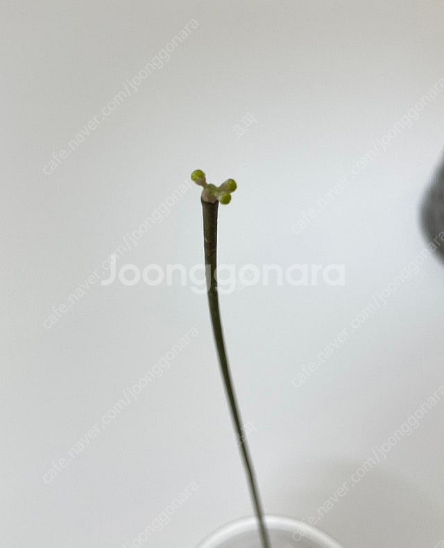 호야 스파티오이데스 택포--1