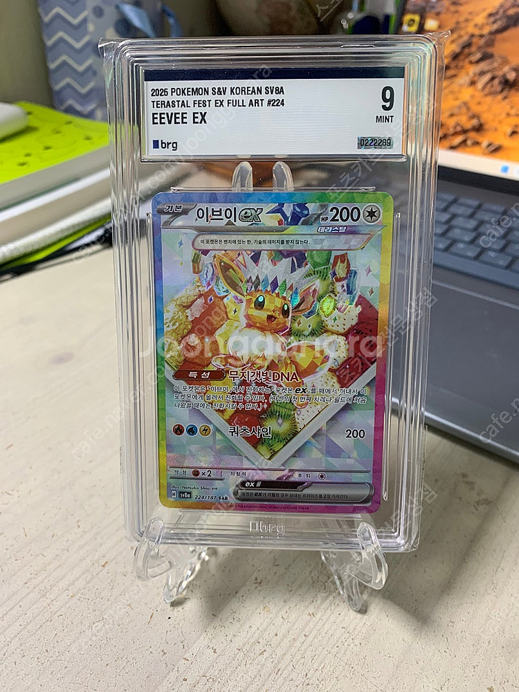 테라스탈 페스타 이브이 sar 9등급 등카--0