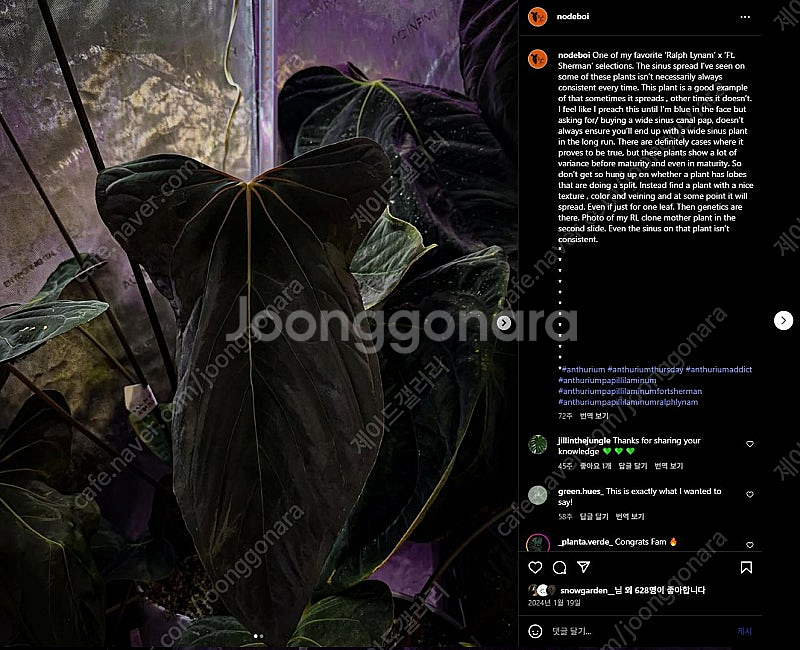 (판매/교환) 안스리움 파필 'RLxFS 클론' (Ja...--3