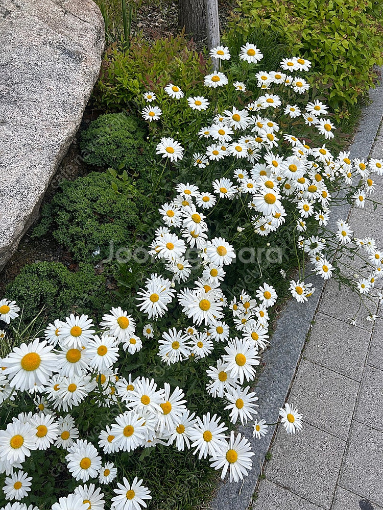 트랜스페어런트 스피커 스몰 삽니다 가격 제시 직거래 서...--0