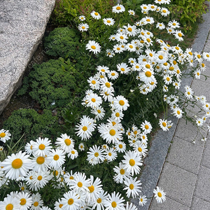 트랜스페어런트 스피커 스몰 삽니다 가격 제시 직거래 서울만
