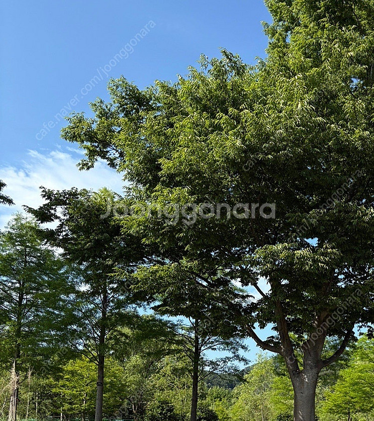 스타벅스프리퀀시 미션--0