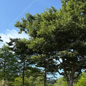 스타벅스프리퀀시 미션