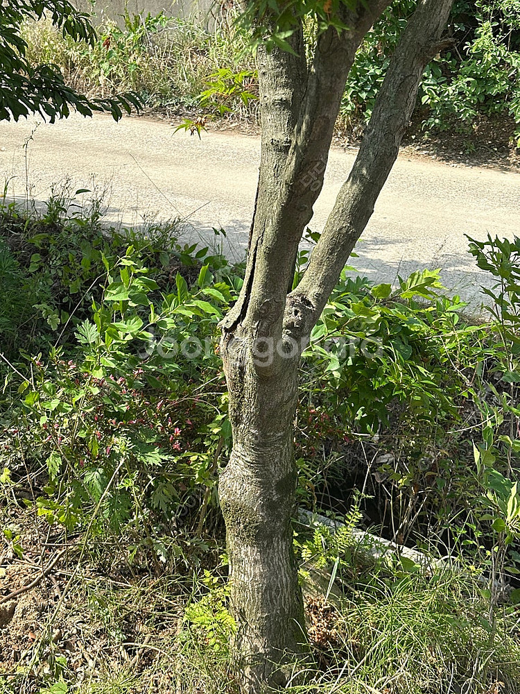 25-30년 된 청단풍나무 판매합니다 (단풍 나무)--2