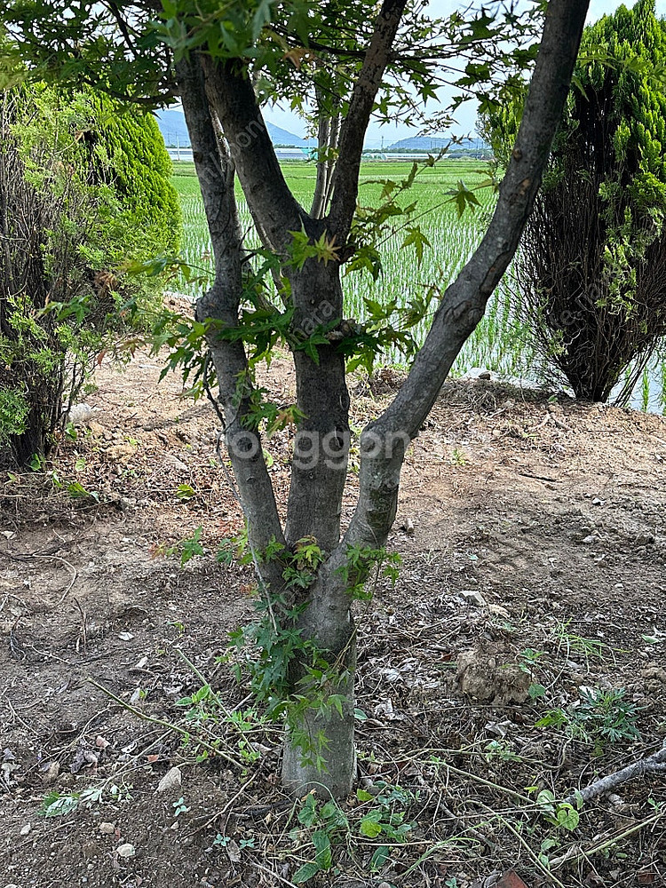 25-30년 된 청단풍나무 판매합니다 (단풍 나무)--5