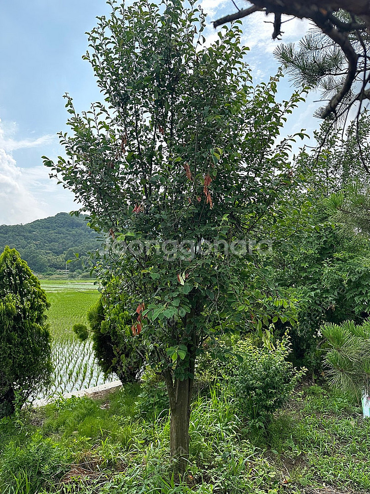 40년 된 모과나무 판매합니다 (모과 나무)--2