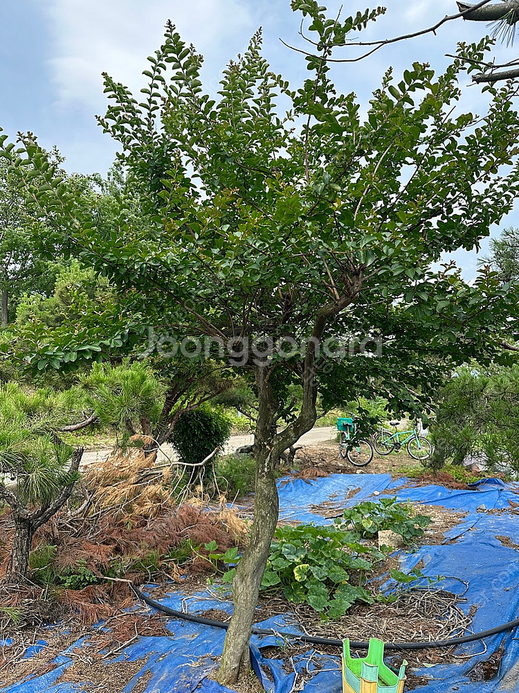 50년 된 배롱나무 / 백일홍 판매합니다--1
