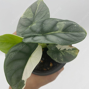 알로카시아 실버드래곤 바리에가타