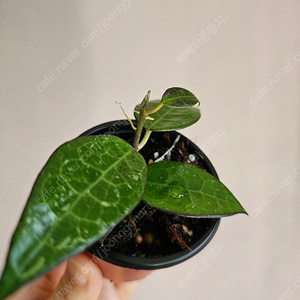 호야 파라시티카블랙
