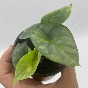 알로카시아 실버드래곤 바리에가타