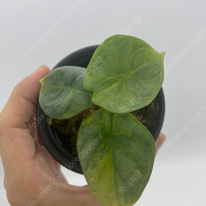 알로카시아 실버드래곤 바리에가타